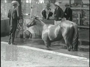 Đoạn phim đua ngựa ở Sài Gòn (19/6/1930)